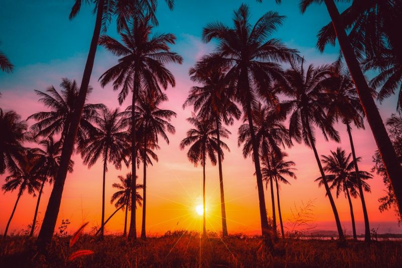 25 typer palmetræer (med fotos)