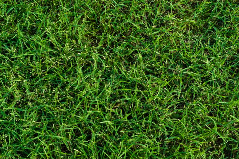 Svingel vs. Bermuda-græs: Hvilken er bedre?