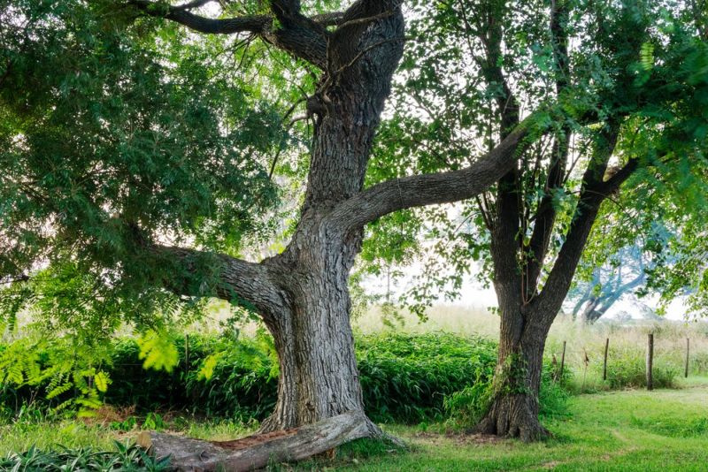 Hvad er fordele og ulemper ved Tipu-træer?