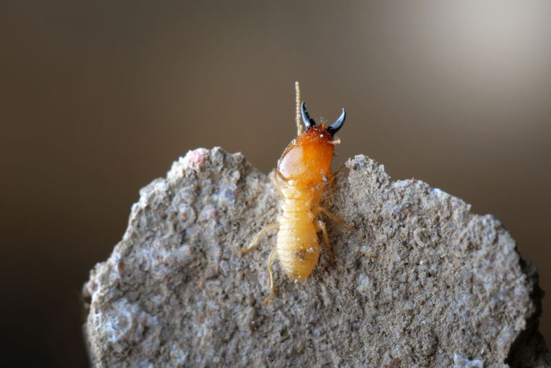 Kan termitter spise gennem beton? (Find ud af det nu!)