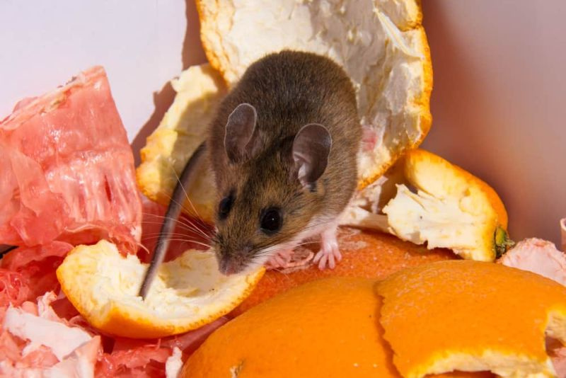 Môžu sa myši dostať do chladničky? (Zistite to teraz!)