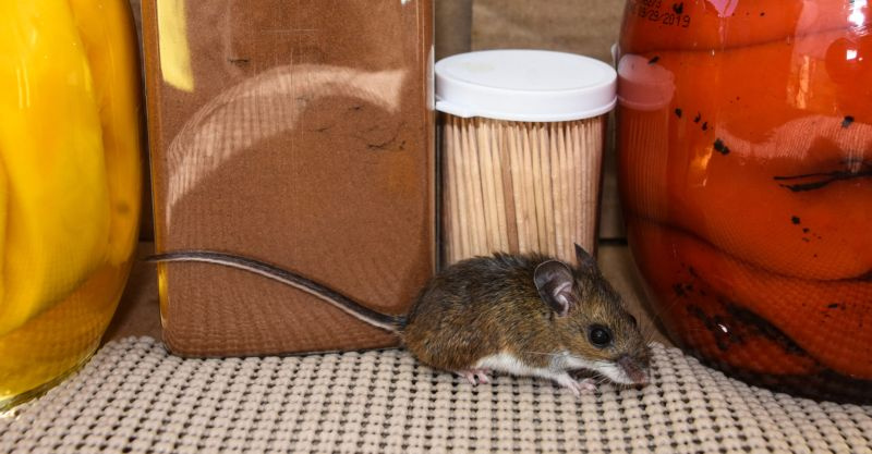 Pääseekö mustapippuri eroon hiiristä? (Ota selvää nyt)