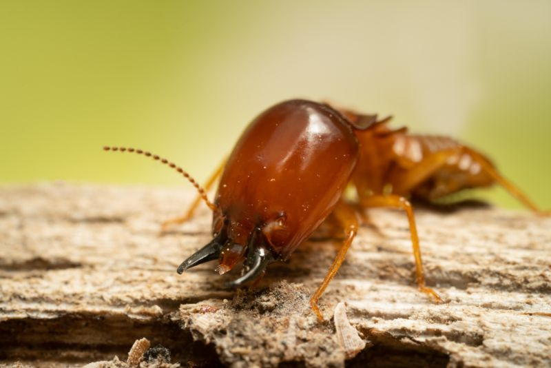 Kas termiitide kaitseplaanid on seda väärt? (Uurige kohe!)
