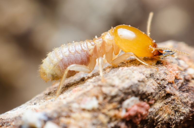 Onko poraus tarpeen termiittien hoitoon? (Ota selvää nyt!)