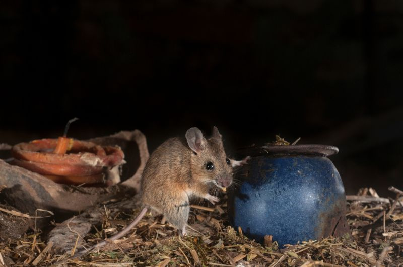 Miltä hiiret kuulostavat yöllä? (Ota selvää nyt!)