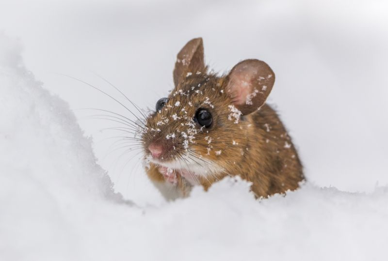 Vai peles ziemā guļ? (Uzziniet tūlīt!)
